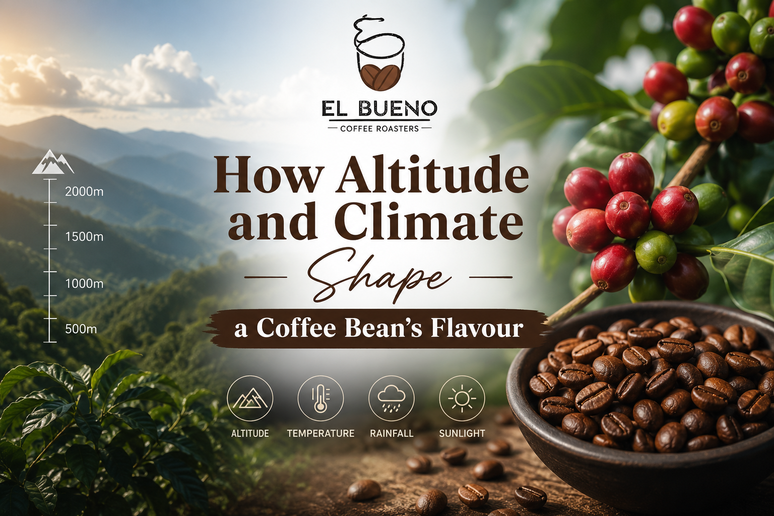 How Altitude and Climate Shape a Coffee Bean's Flavour
